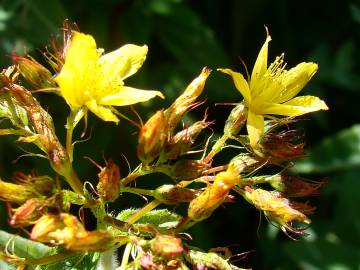 Fotografia da espécie Hypericum tomentosum