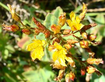 Fotografia da espécie Hypericum tomentosum