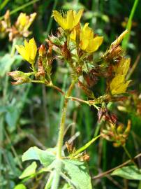 Fotografia da espécie Hypericum tomentosum