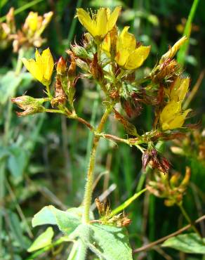 Fotografia 3 da espécie Hypericum tomentosum no Jardim Botânico UTAD