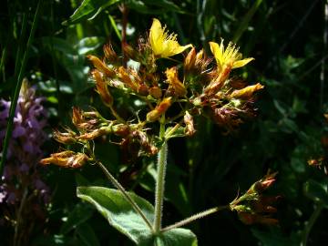 Fotografia da espécie Hypericum tomentosum