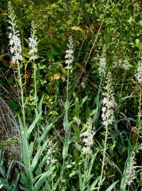 Fotografia da espécie Lysimachia ephemerum