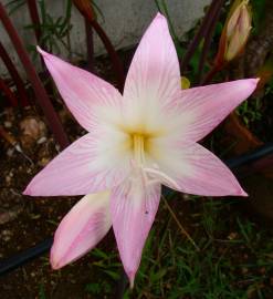 Fotografia da espécie Amaryllis belladonna