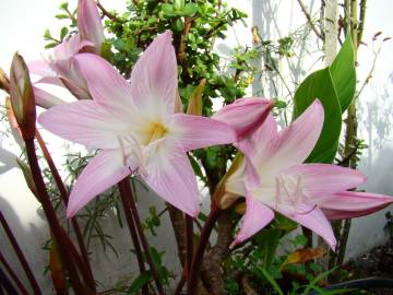 Fotografia da espécie Amaryllis belladonna