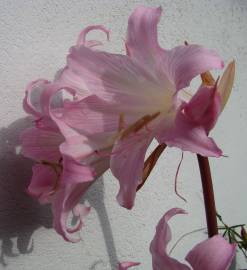 Fotografia da espécie Amaryllis belladonna