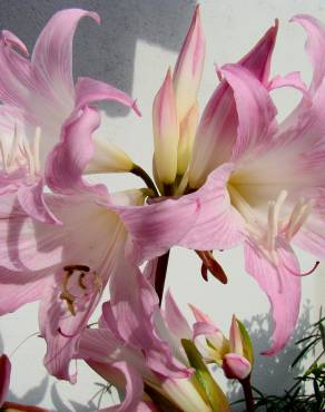Fotografia 5 da espécie Amaryllis belladonna no Jardim Botânico UTAD