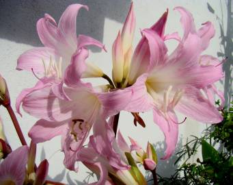 Fotografia da espécie Amaryllis belladonna