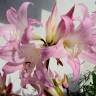 Fotografia 5 da espécie Amaryllis belladonna do Jardim Botânico UTAD