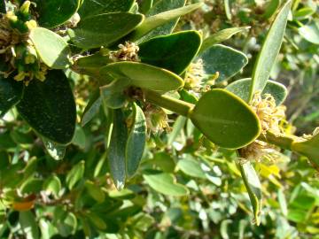 Fotografia da espécie Buxus balearica