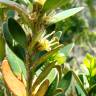 Fotografia 5 da espécie Buxus balearica do Jardim Botânico UTAD