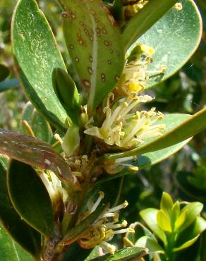 Fotografia 6 da espécie Buxus balearica no Jardim Botânico UTAD