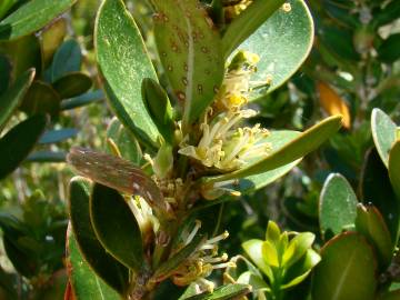 Fotografia da espécie Buxus balearica