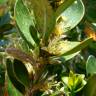 Fotografia 6 da espécie Buxus balearica do Jardim Botânico UTAD