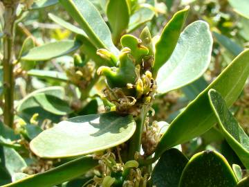 Fotografia da espécie Buxus balearica