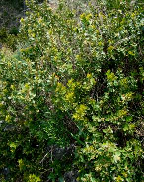 Fotografia 8 da espécie Buxus balearica no Jardim Botânico UTAD