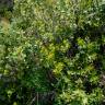 Fotografia 8 da espécie Buxus balearica do Jardim Botânico UTAD