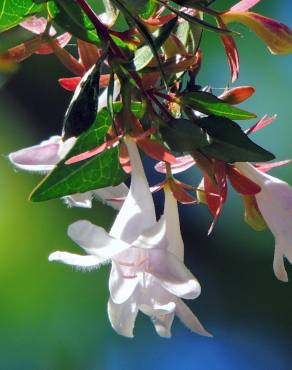 Fotografia 4 da espécie Abelia x grandiflora no Jardim Botânico UTAD