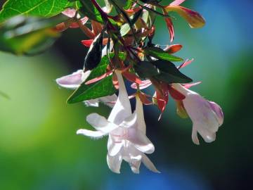 Fotografia da espécie Abelia x grandiflora