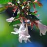Fotografia 4 da espécie Abelia x grandiflora do Jardim Botânico UTAD