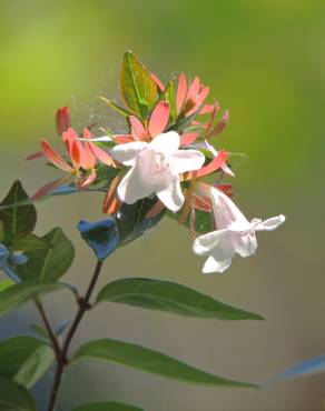 Fotografia 5 da espécie Abelia x grandiflora no Jardim Botânico UTAD