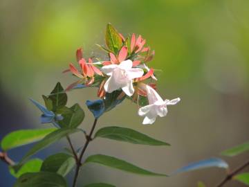 Fotografia da espécie Abelia x grandiflora