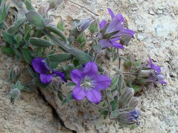 Fotografia da espécie Campanula mollis