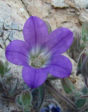 Fotografia 1 da espécie Campanula mollis no Jardim Botânico UTAD