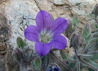 Fotografia da espécie Campanula mollis