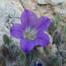 Fotografia 1 da espécie Campanula mollis do Jardim Botânico UTAD