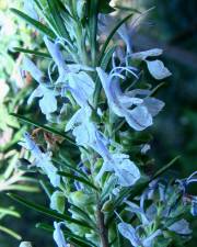 Fotografia da espécie Rosmarinus officinalis