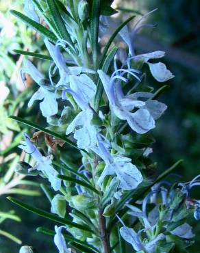 Fotografia 1 da espécie Rosmarinus officinalis var. officinalis no Jardim Botânico UTAD