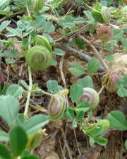 Fotografia da espécie Medicago doliata