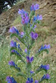 Fotografia da espécie Echium vulgare subesp. pustulatum