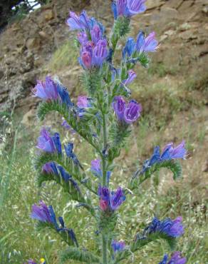 Fotografia 1 da espécie Echium vulgare subesp. pustulatum no Jardim Botânico UTAD