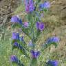 Fotografia 1 da espécie Echium vulgare subesp. pustulatum do Jardim Botânico UTAD