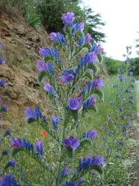 Fotografia da espécie Echium vulgare subesp. pustulatum