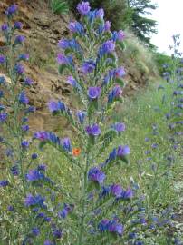 Fotografia da espécie Echium vulgare subesp. pustulatum