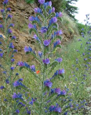 Fotografia 3 da espécie Echium vulgare subesp. pustulatum no Jardim Botânico UTAD