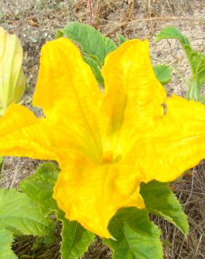 Fotografia 3 da espécie Cucurbita pepo no Jardim Botânico UTAD