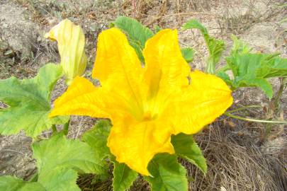 Fotografia da espécie Cucurbita pepo