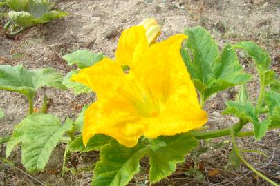 Fotografia da espécie Cucurbita pepo