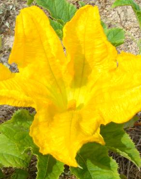 Fotografia 5 da espécie Cucurbita pepo no Jardim Botânico UTAD