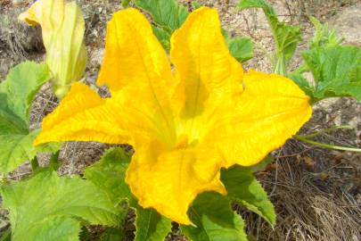 Fotografia da espécie Cucurbita pepo