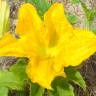 Fotografia 5 da espécie Cucurbita pepo do Jardim Botânico UTAD