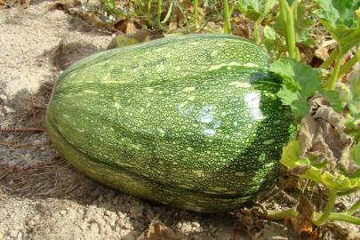 Fotografia da espécie Cucurbita pepo