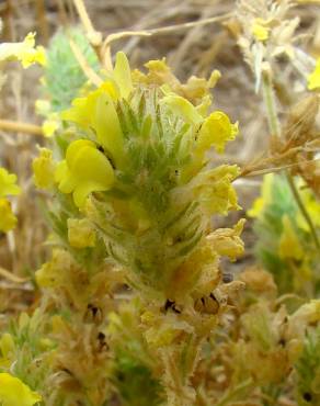 Fotografia 3 da espécie Linaria saxatilis no Jardim Botânico UTAD