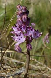 Fotografia da espécie Scilla autumnalis