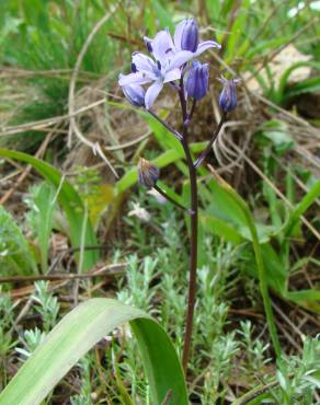 Fotografia 7 da espécie Scilla monophyllos no Jardim Botânico UTAD