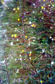 Fotografia da espécie Rumex conglomeratus