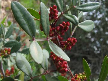 Fotografia da espécie Pistacia lentiscus